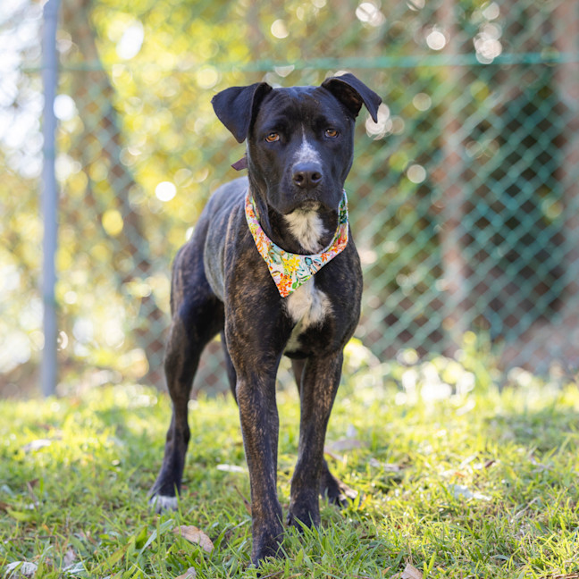 Photo of Indigo