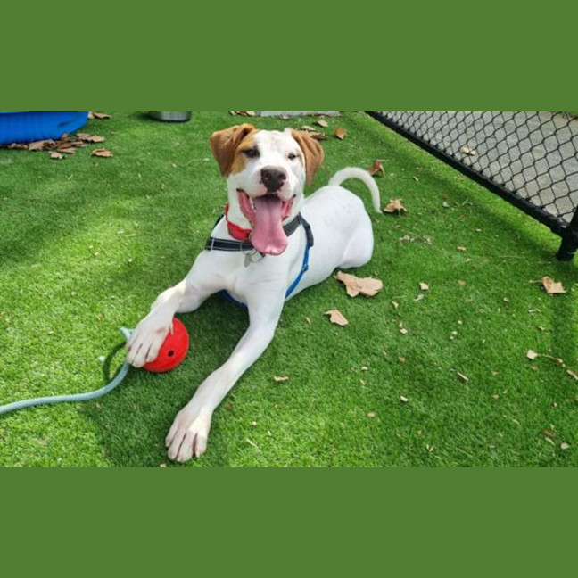 Photo of Dozer