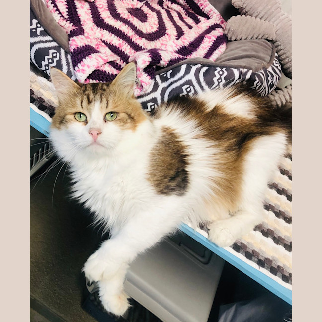 Photo of Tom Tom / Cat 15