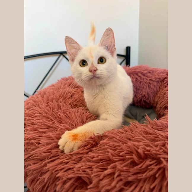 Photo of Kinali 