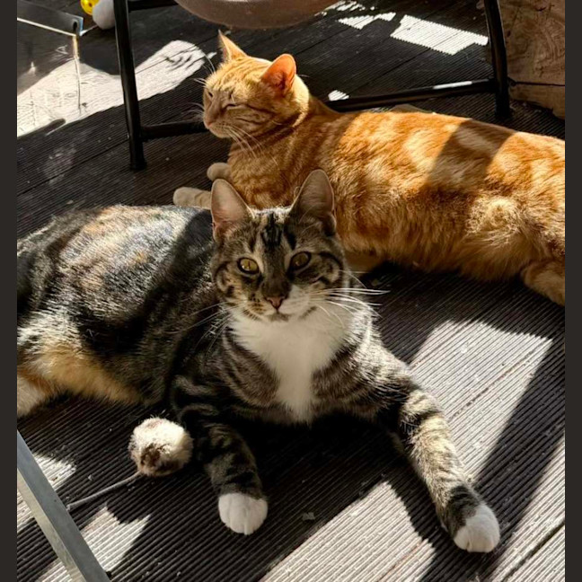 Photo of Marble And Kiki