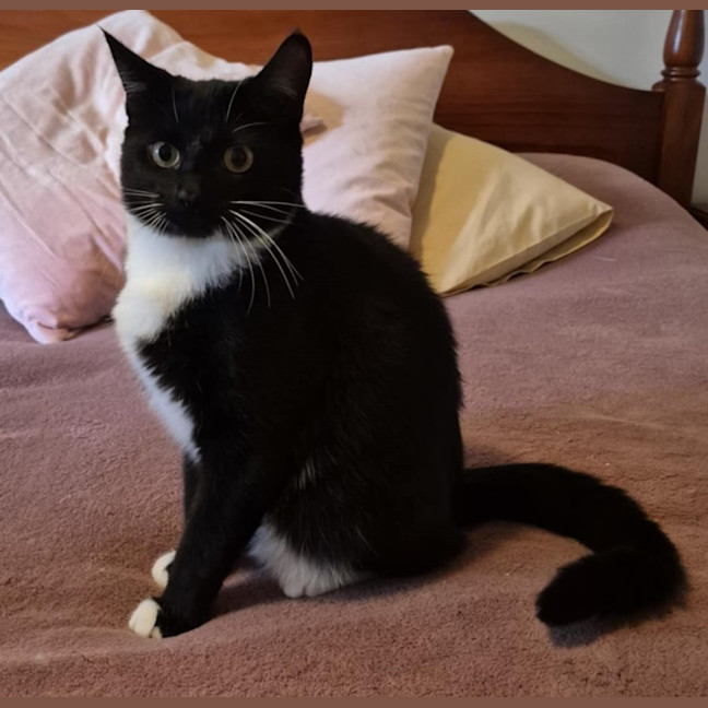 Photo of Edvin **2nd Chance Cat Rescue**