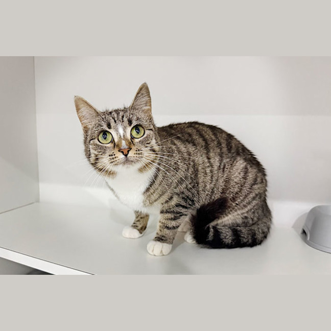 Photo of Meringue
