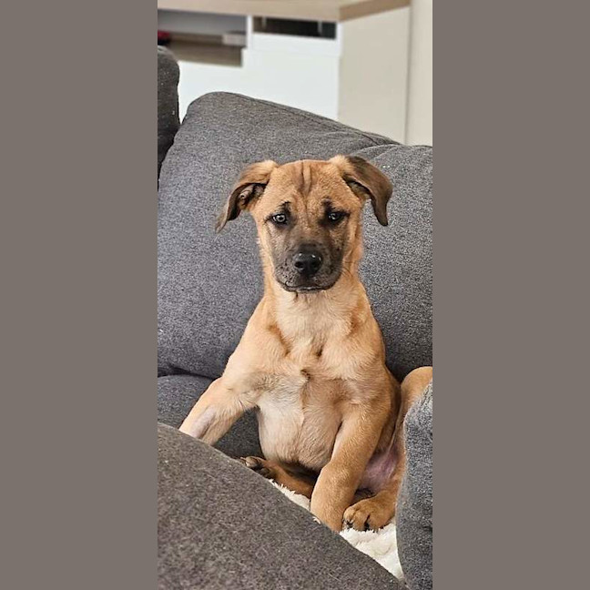 Photo of Tango