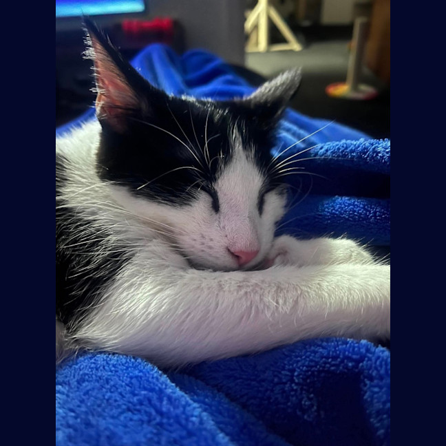 Photo of Badger 