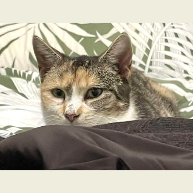 Photo of Peach