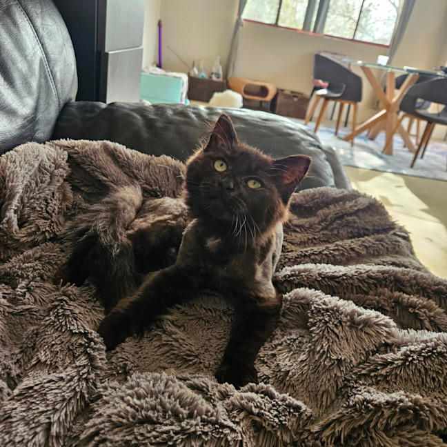 Photo of Noir