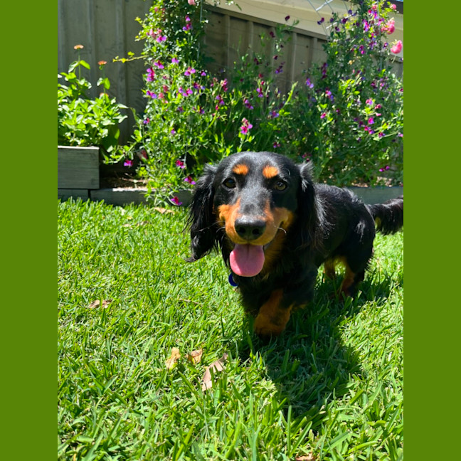Photo of Bean   1 Year Old Dachshund X