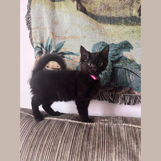 Photo of Lychee