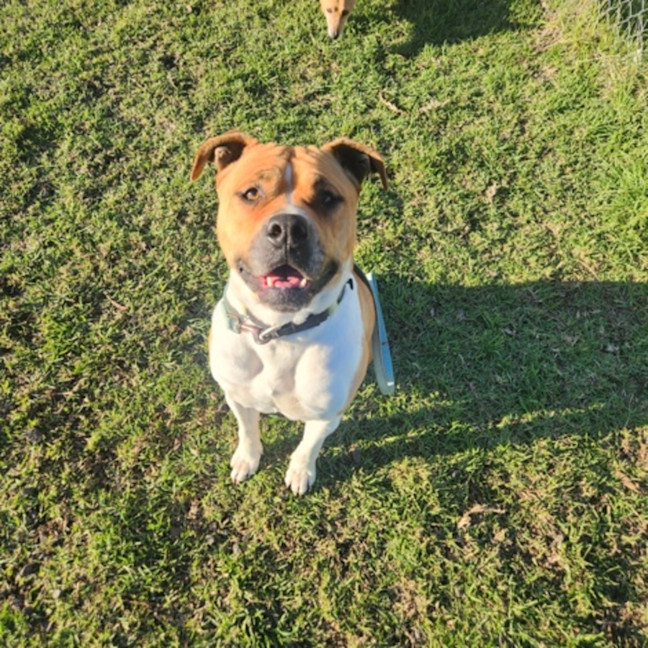 Photo of Poppy (58809)
