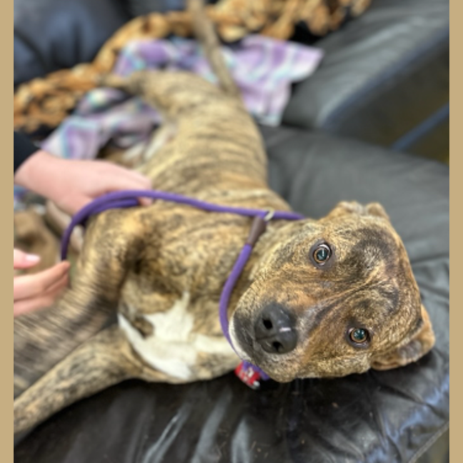 Photo of Sir Barnaby The Brindle