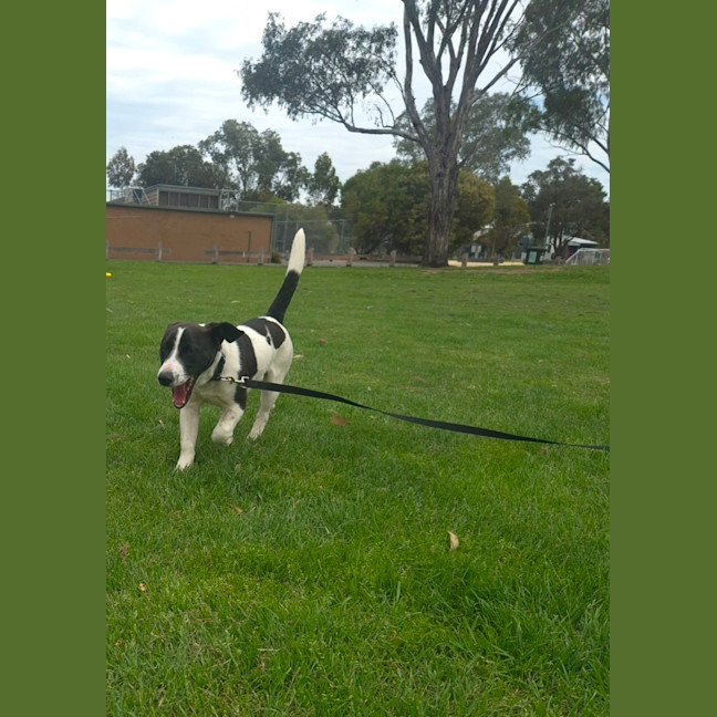 Photo of Bandit