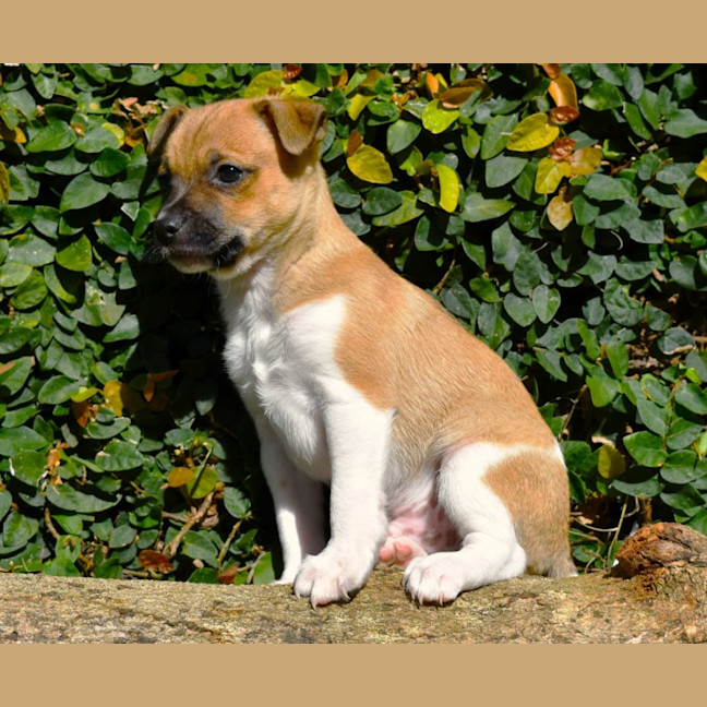Photo of Cookie