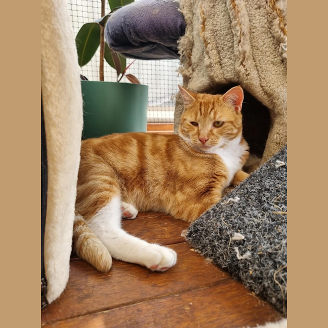 Photo of Eddie *9 Lives Project Rescue*