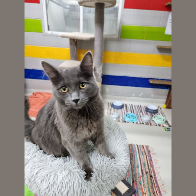 Photo of Smooky
