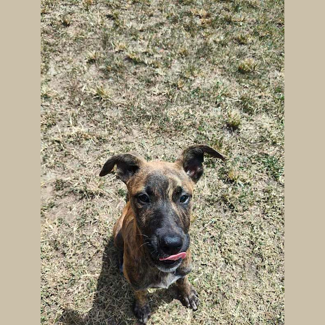 Photo of Daphne