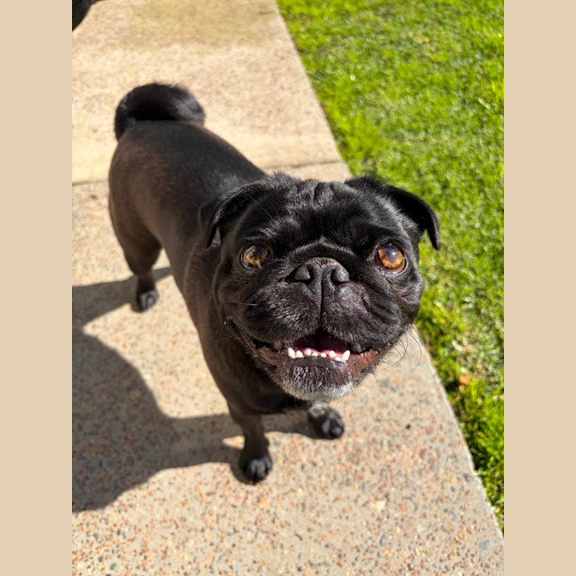 Photo of Burt   2 Year Old Pug