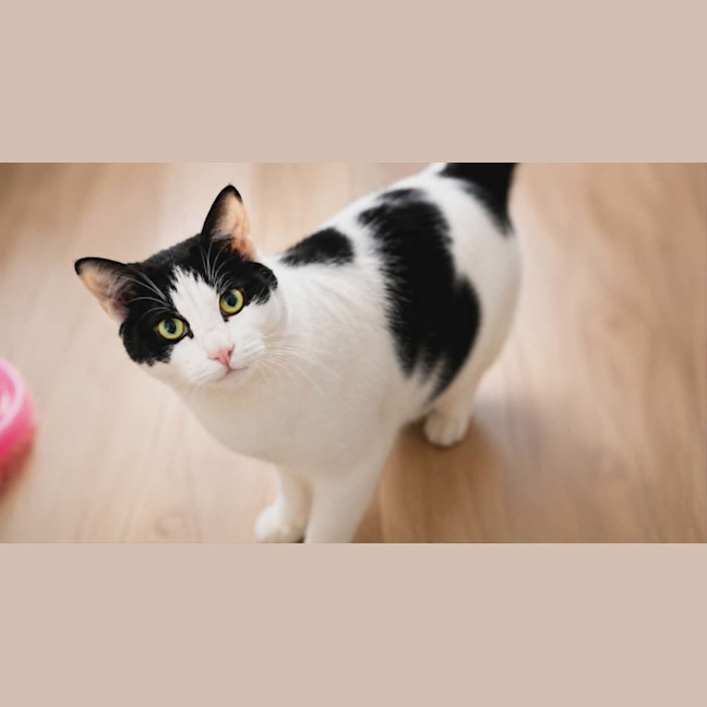 Photo of Blackie