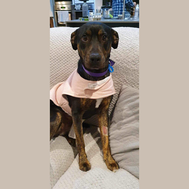 Photo of Nova