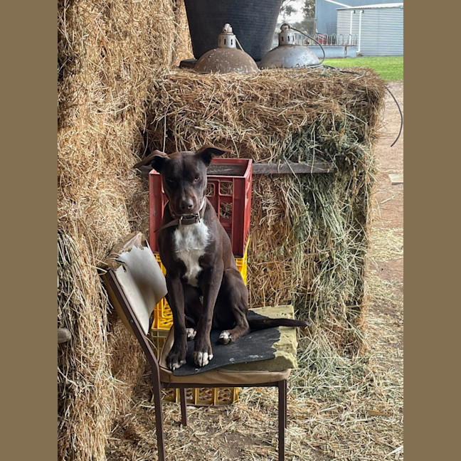 Photo of Patch