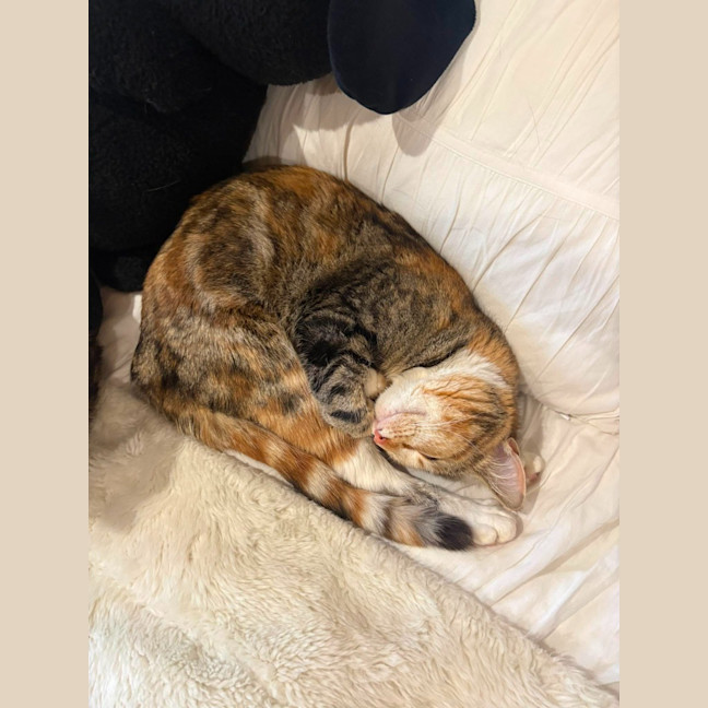 Photo of Juno