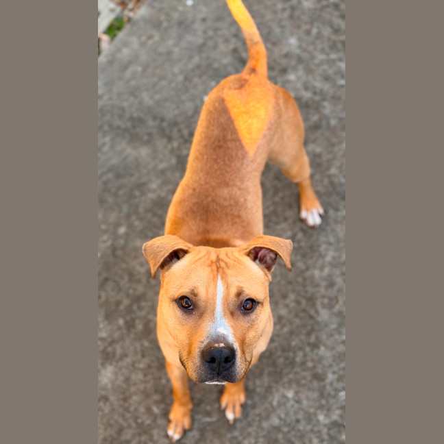 Photo of Bowser