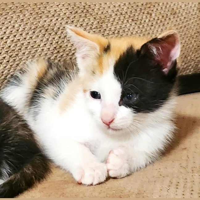 Photo of Tinker