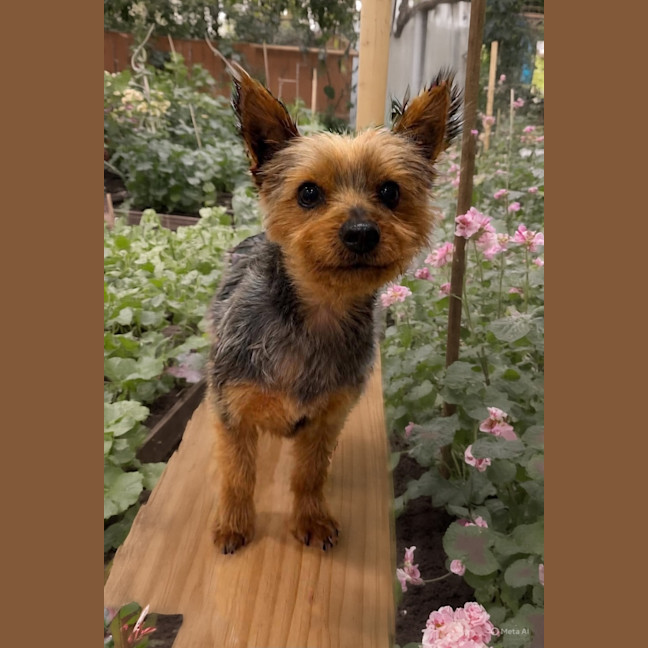 Photo of Jett