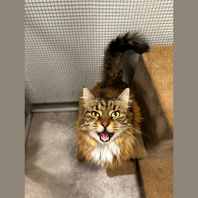 Photo of Minky