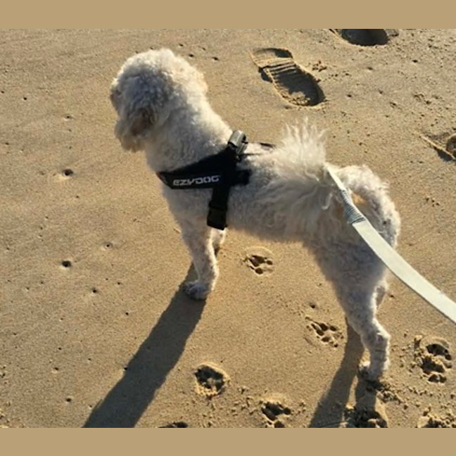 Photo of Buddy