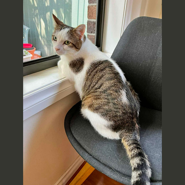 Photo of Chester   In Foster Care In Ashburton