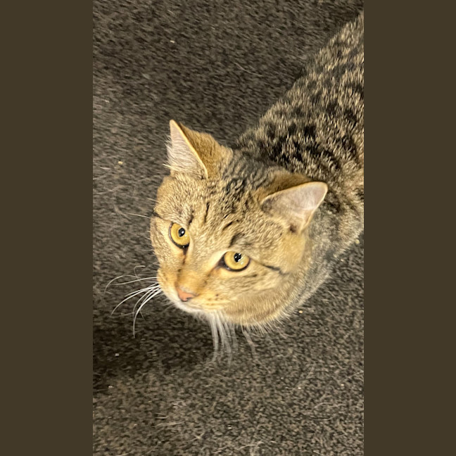 Photo of Bandit Meet Me At Petstock Keysborough Store