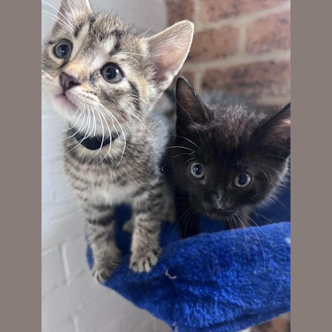 Photo of Booker  Now At Pet Quarters Rutherford 