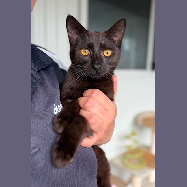 Photo of Flint