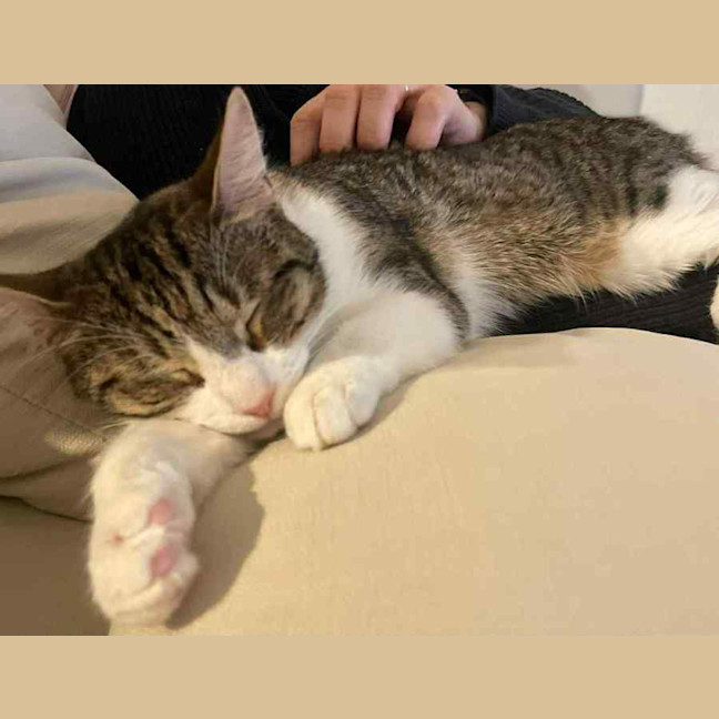 Photo of Zoe *9 Lives Project Rescue*