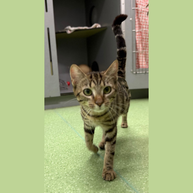 Photo of Lucy Honeycat