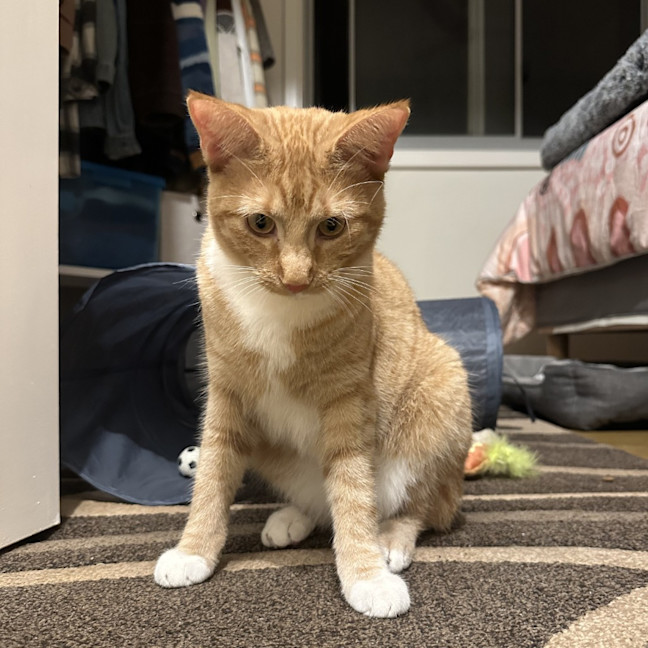 Photo of Griffin