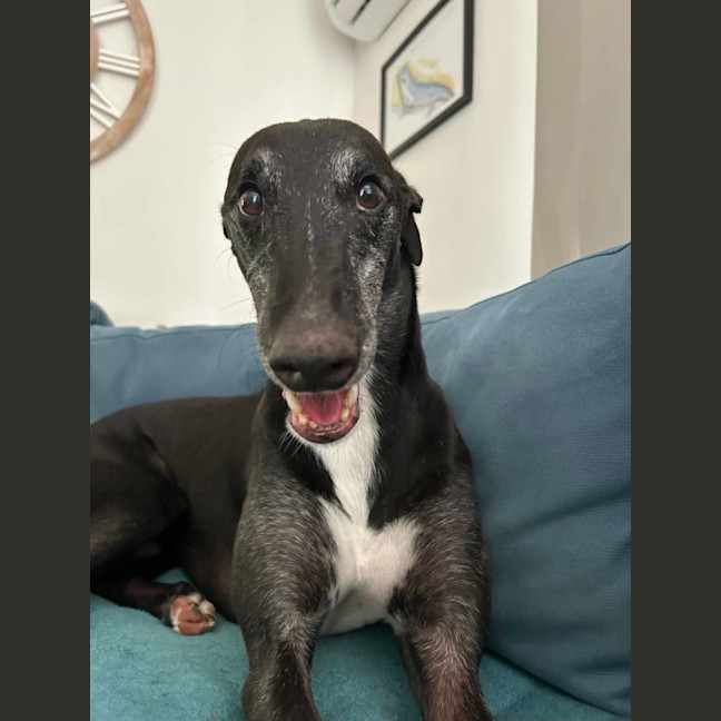 Photo of Aussie, The Greyhound