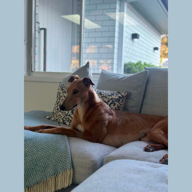 Photo of Gretel, The Greyhound