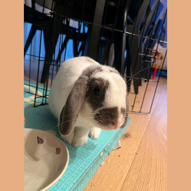 Photo of Asher