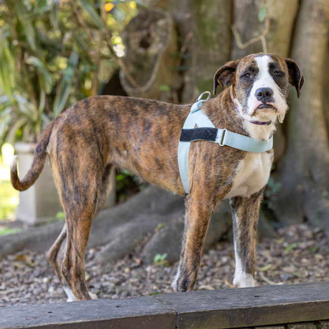 Photo of Luna Lovegood