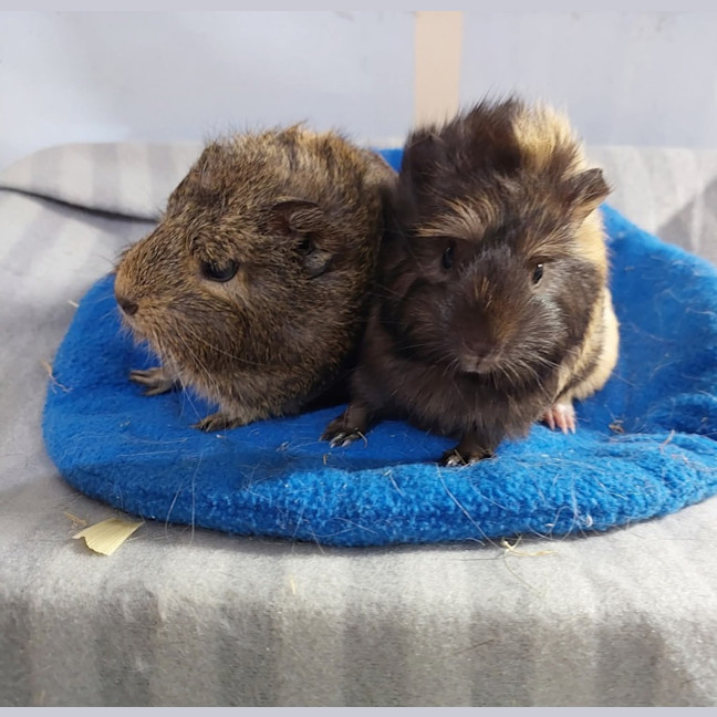 Photo of Cali & Paisley