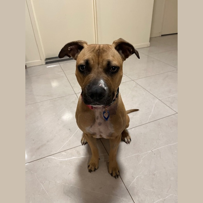 Photo of Bailina Pawsley (Bailey)