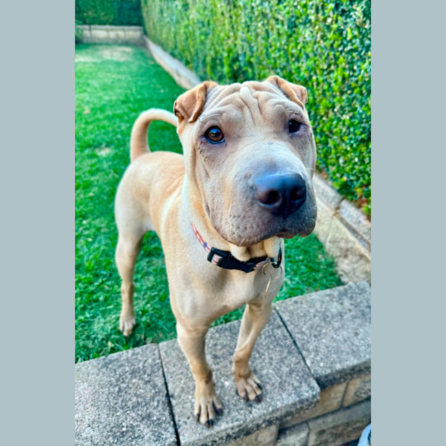 Photo of Choc Honeycomb 🍯 