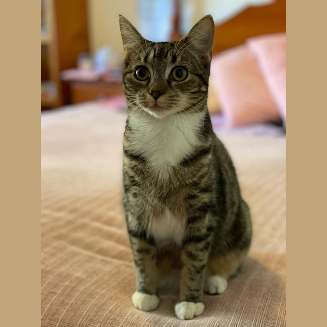 Photo of Nibbler **2nd Chance Cat Rescue**