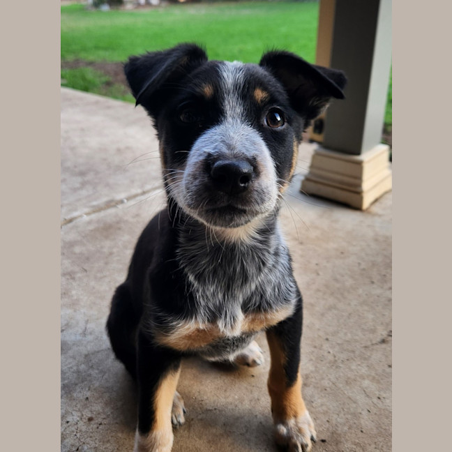Photo of Misty