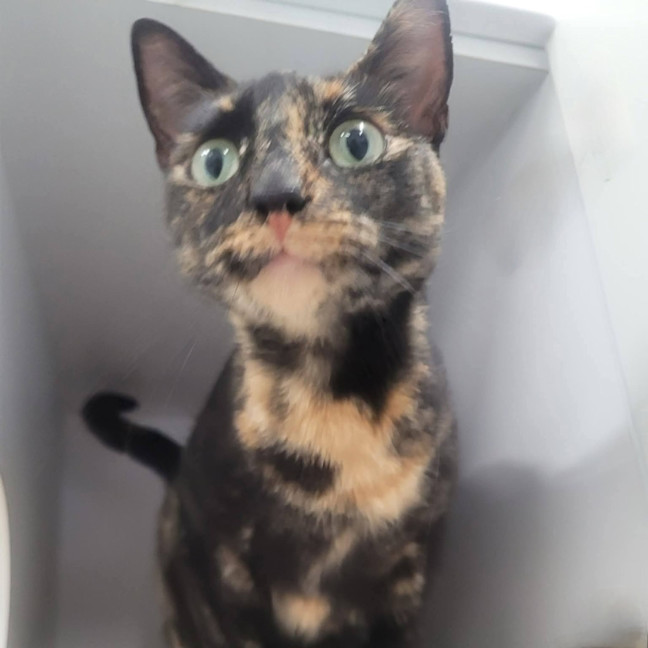 Photo of Elodie