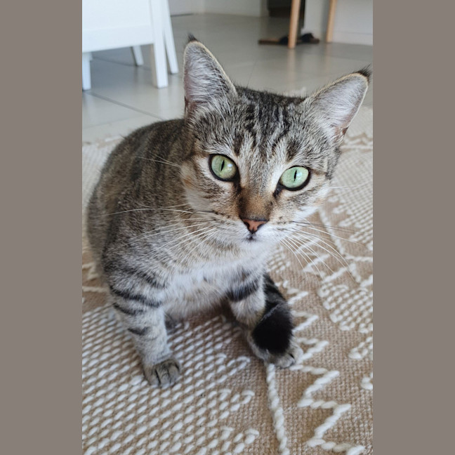 Photo of Honey