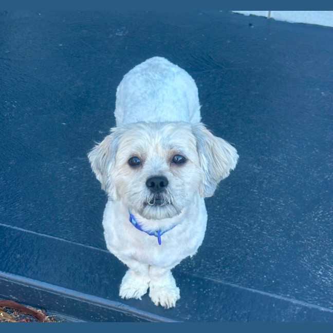 Photo of Huey 💙🐕