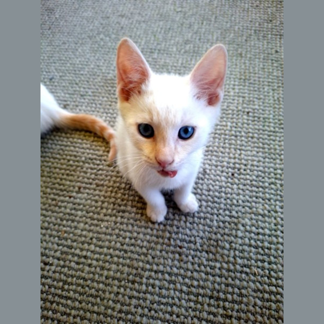Photo of Boo